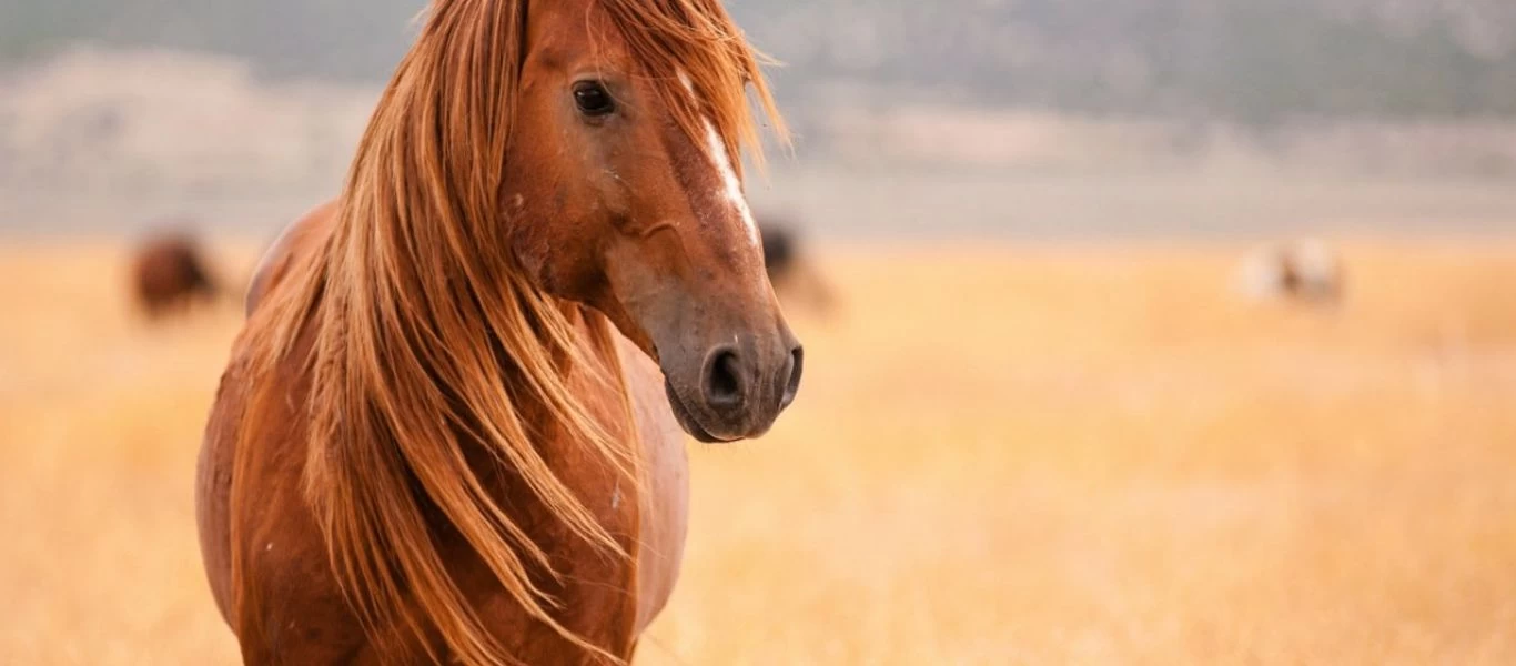 Άλογα: Πότε και πού εξημερώθηκαν σύμφωνα με νέα έρευνα;